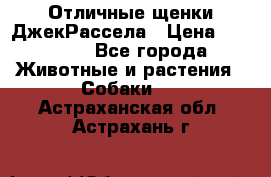 Отличные щенки ДжекРассела › Цена ­ 50 000 - Все города Животные и растения » Собаки   . Астраханская обл.,Астрахань г.
